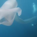 ২৬ ফুটের দীর্ঘের বিশাল পাইরোসাম দেখা মিলল সমুদ্রে