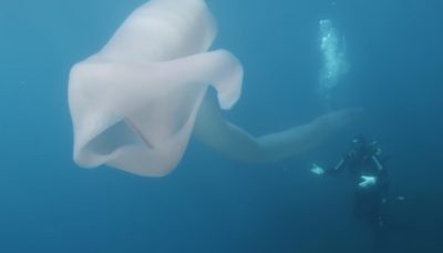 ২৬ ফুটের দীর্ঘের বিশাল পাইরোসাম দেখা মিলল সমুদ্রে