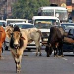 রাস্তাতে যেন একটা গরুও না দেখা যায়ঃ মধ্যপ্রদেশের মুখ্যমন্ত্রী কমলনাথ