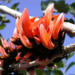 কবিতাঃ বর্ণিনী পাখির কথা