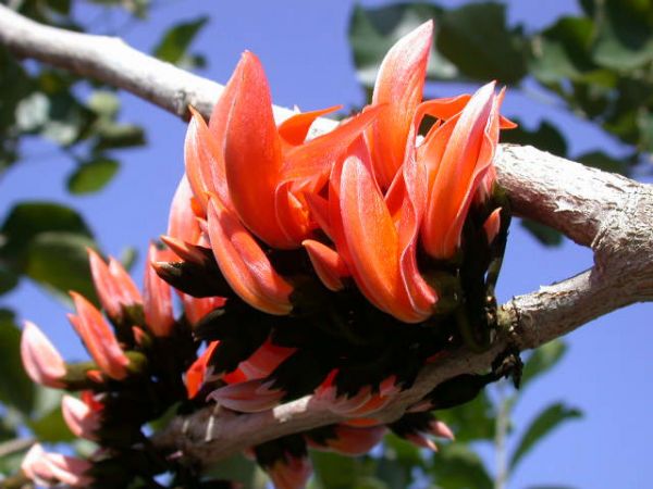 কবিতাঃ বর্ণিনী পাখির কথা