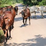 গোরক্ষা সমিতির ফের আস্ফালন!