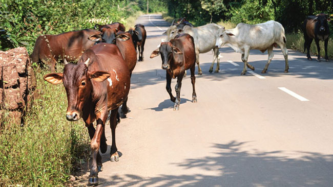 গোরক্ষা সমিতির ফের আস্ফালন!
