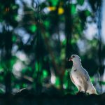 ঠিক কার মুখ