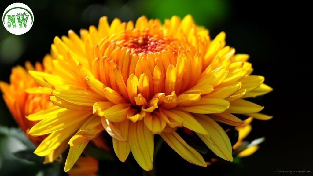 কবিতা: মুহাম্মদ জসিম এর দুটি কবিতা